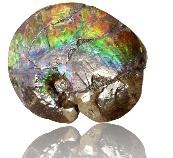 AF-89   Ammonite Fossil - Placenticeras meeki　Ammolite **FREE SHIPPING***　
