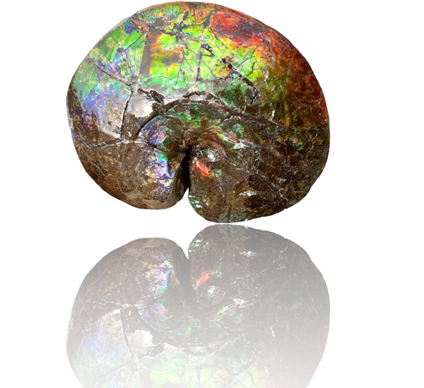 AF-89   Ammonite Fossil - Placenticeras meeki　Ammolite **FREE SHIPPING***　