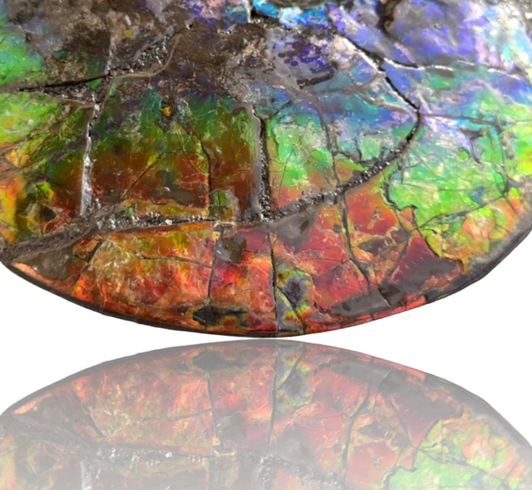 AF-89   Ammonite Fossil - Placenticeras meeki　Ammolite **FREE SHIPPING***　