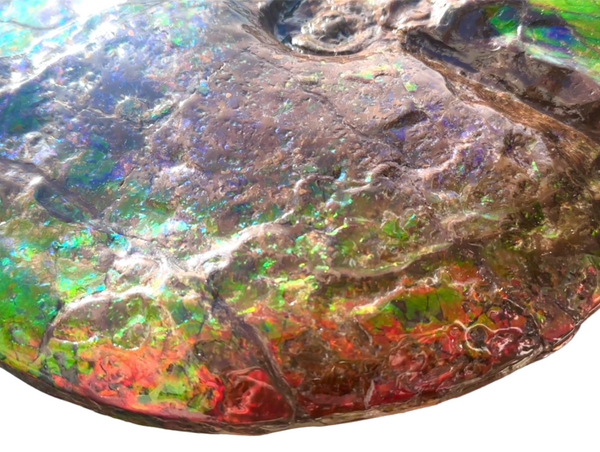 AF-90  19.7" HUGE Ammonite Fossil - Placenticeras costatum　Ammolite **FREE SHIPPING***　
