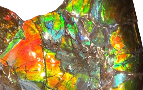 AF-90  19.7" HUGE Ammonite Fossil - Placenticeras costatum　Ammolite **FREE SHIPPING***　