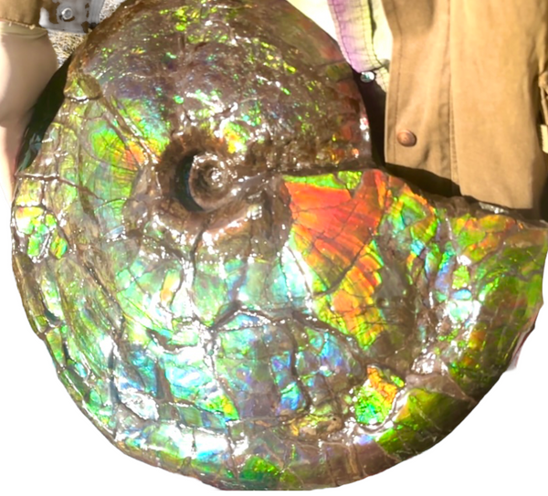 AF-90  19.7" HUGE Ammonite Fossil - Placenticeras costatum　Ammolite **FREE SHIPPING***　