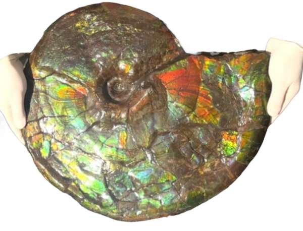 AF-90  19.7" HUGE Ammonite Fossil - Placenticeras costatum　Ammolite **FREE SHIPPING***　