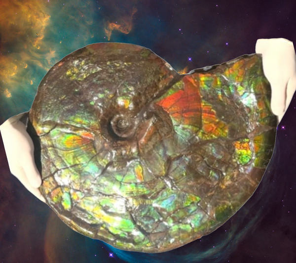 AF-90  19.7" HUGE Ammonite Fossil - Placenticeras costatum　Ammolite **FREE SHIPPING***　