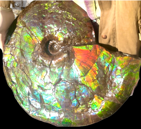 AF-90  19.7" HUGE Ammonite Fossil - Placenticeras costatum　Ammolite **FREE SHIPPING***　