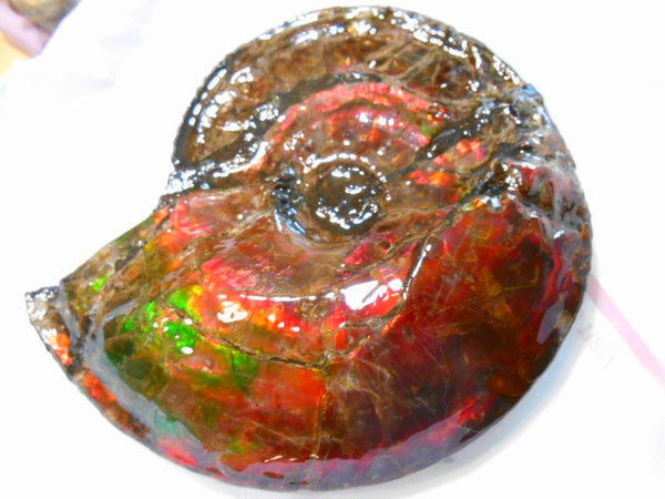 Ammonite Fossil - Placenticeras Interclare　Ammolite　 アンモナイト 完全体　プラセンティセラス　インターカラレ　アンモライト　両面ダブル