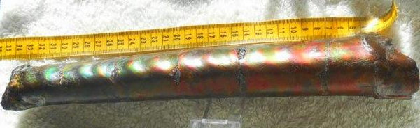340 x 60  x 45mm Canadian Ammolite Bacculite Fossil カナディアン　バキュライト　アンモライト Baculite