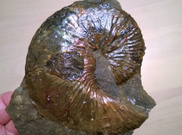 USA Ammonite Hoploscaphites cheyennensis Scaphite アンモナイト ホプロスカフィテス・チェエンネンシス