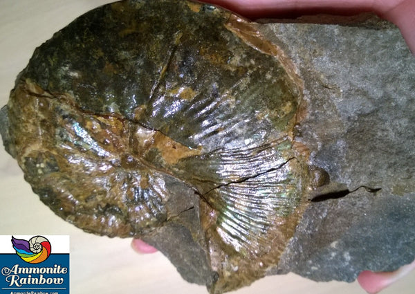 USA Ammonite Hoploscaphites cheyennensis Scaphite アンモナイト ホプロスカフィテス・チェエンネンシス