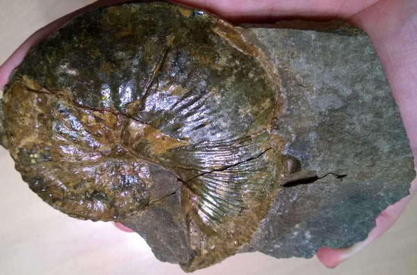 USA Ammonite Hoploscaphites cheyennensis Scaphite アンモナイト ホプロスカフィテス・チェエンネンシス