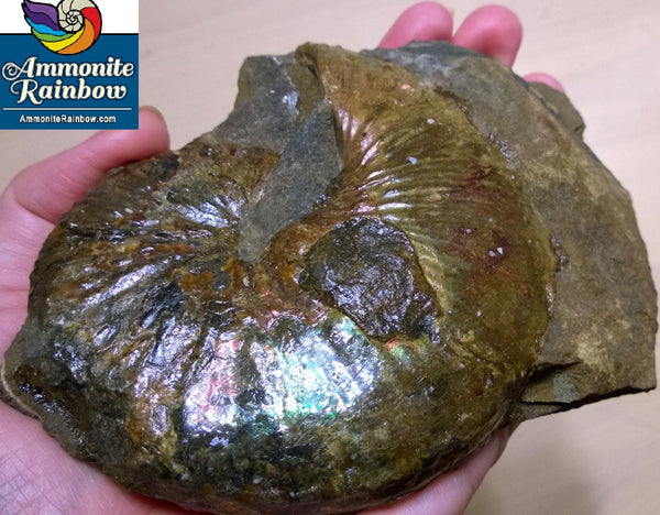 USA Ammonite Hoploscaphites cheyennensis Scaphite アンモナイト ホプロスカフィテス・チェエンネンシス