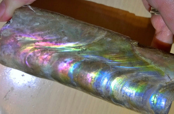 115 x 46 x 32mm Montana Bacculite Fossil