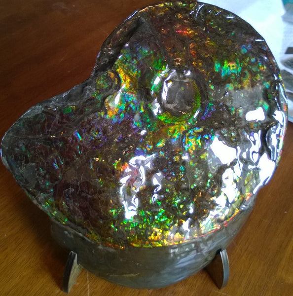 Amazing "Mama and Baby"  Placenticeras Ammonite Costatum.