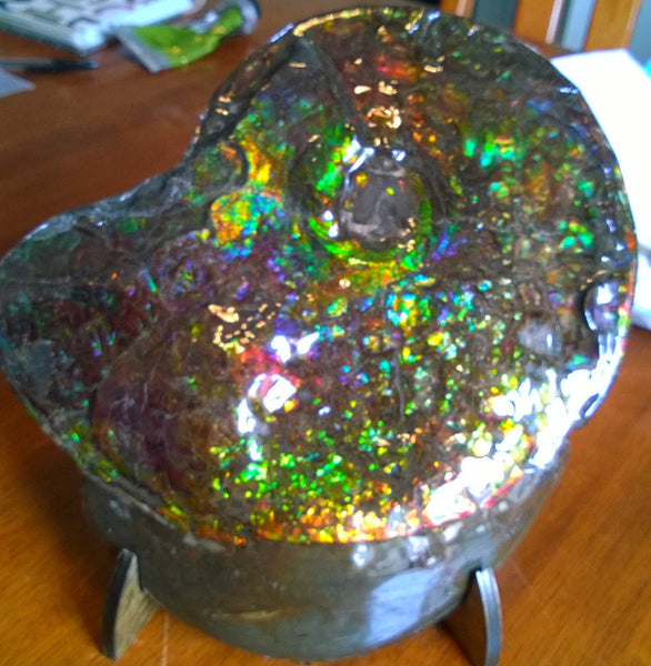 Amazing "Mama and Baby"  Placenticeras Ammonite Costatum.