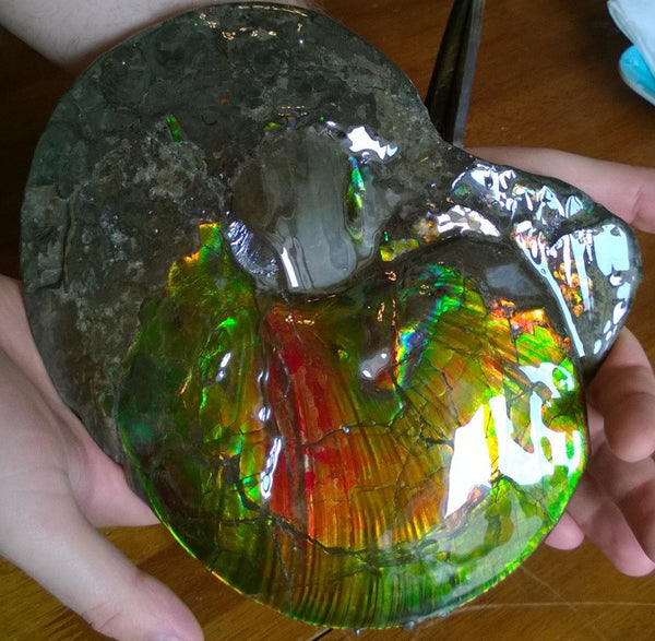 Amazing "Mama and Baby"  Placenticeras Ammonite Costatum.