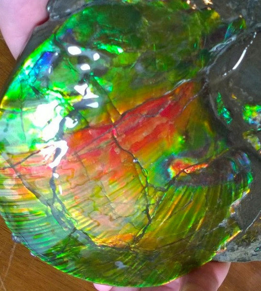 Amazing "Mama and Baby"  Placenticeras Ammonite Costatum.