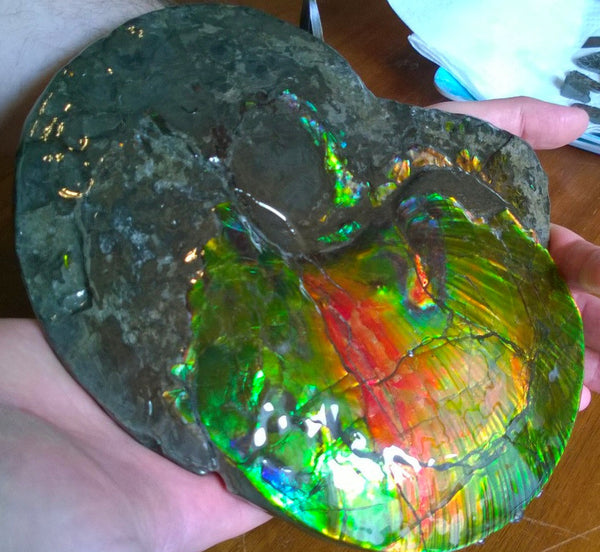 Amazing "Mama and Baby"  Placenticeras Ammonite Costatum.