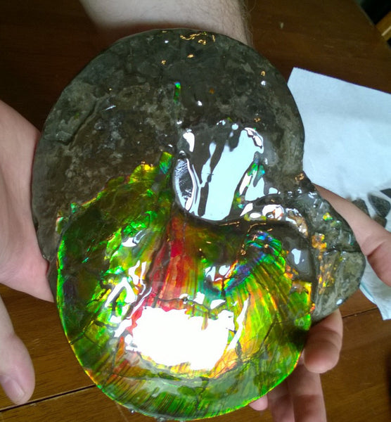 Amazing "Mama and Baby"  Placenticeras Ammonite Costatum.