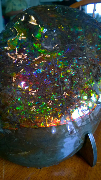 Amazing "Mama and Baby"  Placenticeras Ammonite Costatum.