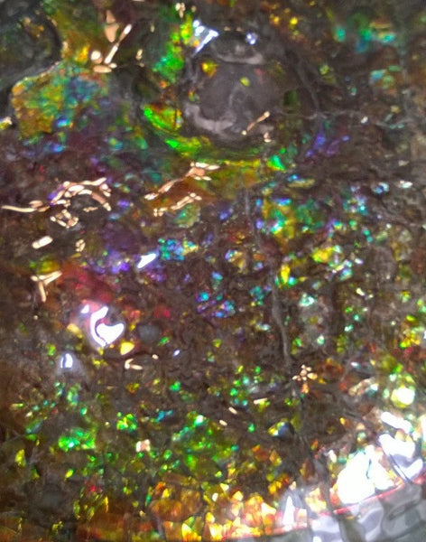 Amazing "Mama and Baby"  Placenticeras Ammonite Costatum.