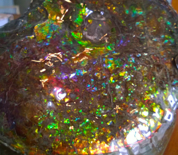 Amazing "Mama and Baby"  Placenticeras Ammonite Costatum.