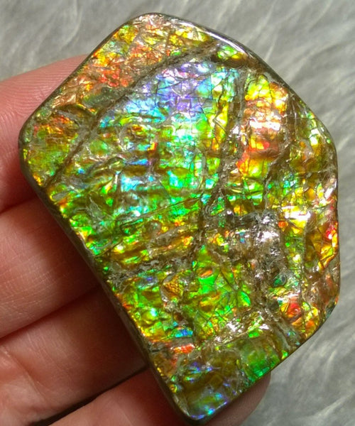 Butterfly wing shape  Ammolite with Nipplites 48.5 x 38 mm Collector Stone - CS-116   - アンモライト 蝶の羽シェイプ コレクターストーン　