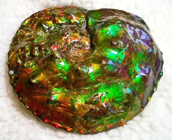 High End Ammonite Fossil - Placenticeras Intercalare　Ammolite　 アンモナイト 完全体 インターカラレ　アンモライト　