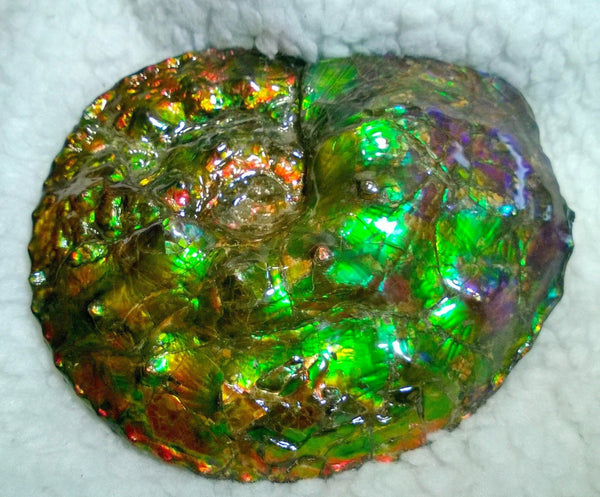 High End Ammonite Fossil - Placenticeras Intercalare　Ammolite　 アンモナイト 完全体 インターカラレ　アンモライト　