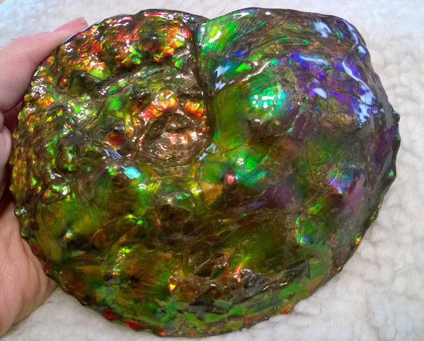 High End Ammonite Fossil - Placenticeras Intercalare　Ammolite　 アンモナイト 完全体 インターカラレ　アンモライト　