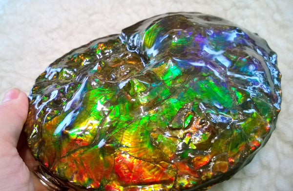 High End Ammonite Fossil - Placenticeras Intercalare　Ammolite　 アンモナイト 完全体 インターカラレ　アンモライト　