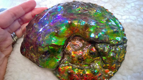 High End Ammonite Fossil - Placenticeras Intercalare　Ammolite　 アンモナイト 完全体 インターカラレ　アンモライト　
