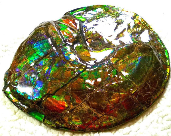 Ammonite Fossil - Placenticeras meeki　Ammolite　Free Shipping! アンモナイト 完全体　プラセンティセラス　ミーキ　アンモライト　両面ダブル