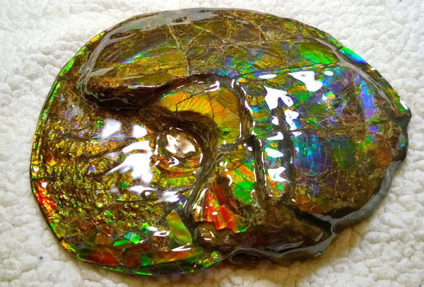 Ammonite Fossil - Placenticeras meeki　Ammolite　Free Shipping! アンモナイト 完全体　プラセンティセラス　ミーキ　アンモライト　両面ダブル