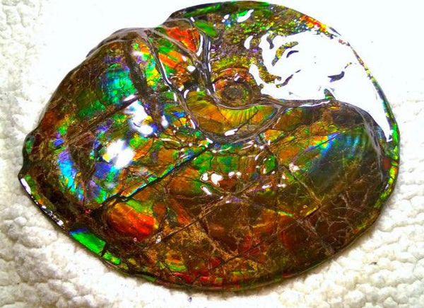 Ammonite Fossil - Placenticeras meeki　Ammolite　Free Shipping! アンモナイト 完全体　プラセンティセラス　ミーキ　アンモライト　両面ダブル
