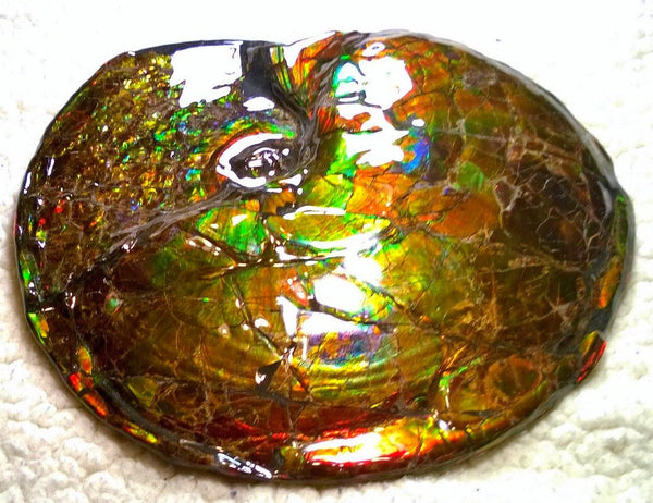 Ammonite Fossil - Placenticeras meeki　Ammolite　Free Shipping! アンモナイト 完全体　プラセンティセラス　ミーキ　アンモライト　両面ダブル