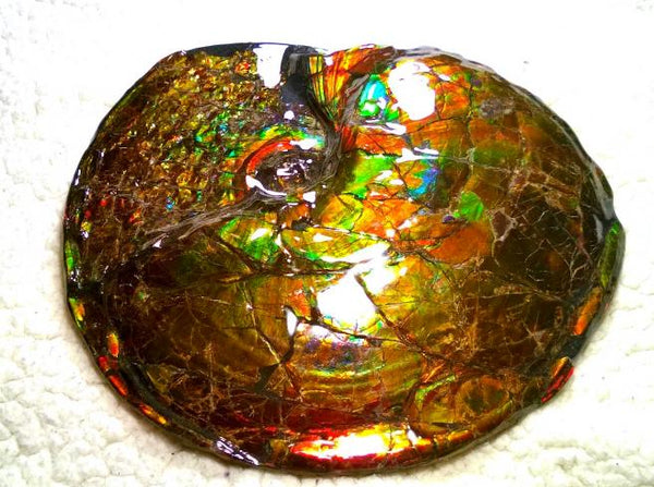 Ammonite Fossil - Placenticeras meeki　Ammolite　Free Shipping! アンモナイト 完全体　プラセンティセラス　ミーキ　アンモライト　両面ダブル