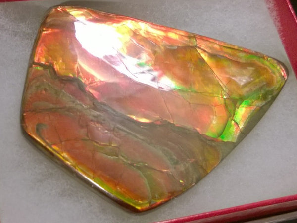 Super Bright  Ammolite   78 x 62 mm Collector Stone - CS-117   - アンモライト スーパーブライトカラー コレクターストーン　