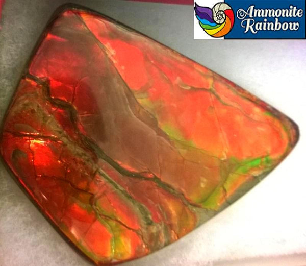 Super Bright  Ammolite   78 x 62 mm Collector Stone - CS-117   - アンモライト スーパーブライトカラー コレクターストーン　