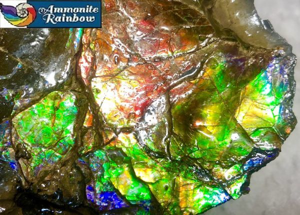 93mm x 70 x 23 mm - RS-12 Rough Stone Ammlite  アンモライト　原石　ラフ