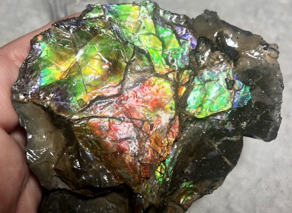 93mm x 70 x 23 mm - RS-12 Rough Stone Ammlite  アンモライト　原石　ラフ