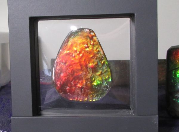 Ammolite RARE Suture Geｍ 54 x 44 mm Collector Stone - CS-130   - アンモライト  コレクターストーン 価格交渉あり　