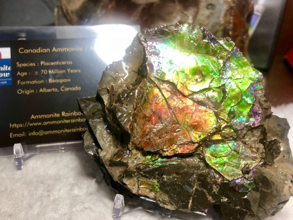 93mm x 70 x 23 mm - RS-12 Rough Stone Ammlite  アンモライト　原石　ラフ