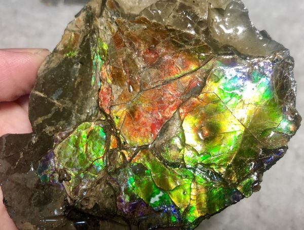 93mm x 70 x 23 mm - RS-12 Rough Stone Ammlite  アンモライト　原石　ラフ