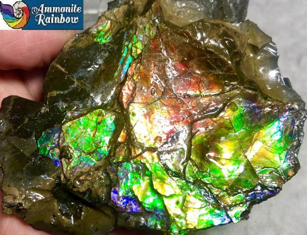 93mm x 70 x 23 mm - RS-12 Rough Stone Ammlite  アンモライト　原石　ラフ