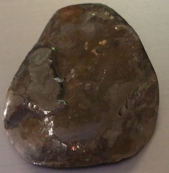 Ammolite RARE Suture Geｍ 54 x 44 mm Collector Stone - CS-130   - アンモライト  コレクターストーン 価格交渉あり　