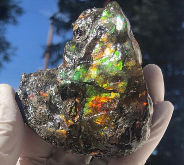 3.55"  Ammolite Rough Display Double-Sided  90mm - RS-21 Rough Stone Collection Ammolite