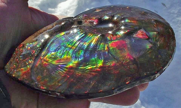 Ammonite Interclare Fossil