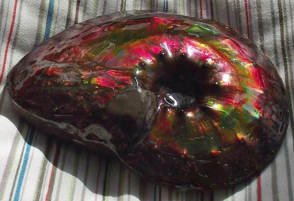 Ammonite Interclare Fossil