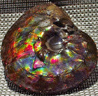 Ammonite Interclare Fossil