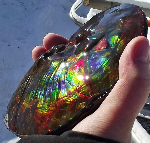 Ammonite Interclare Fossil